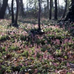 Pétales roses dans une forêt printanière