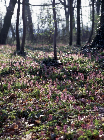 Pétales roses dans une forêt printanière