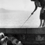 Femme Promenant Deux Chiens Près de la Mer