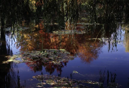 Reflets d'arbres et de nénuphars dans un étang