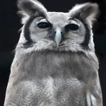 Hibou à grandes oreilles en gros plan