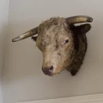 Trophée de chasse de la tête d'un taureau accroché au mur