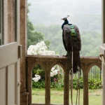 Paon majestueux sur une balustrade d'un château