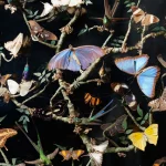 Collection de papillons divers sur branches