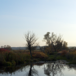 Paysage de prairie avec reflets d'arbres dans l'eau