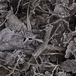 Feuilles et branches gelées en hiver