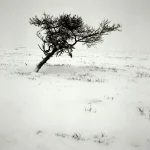 Arbre seul dans un paysage enneigé