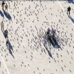Groupe de personnes sur une place publique avec pigeons