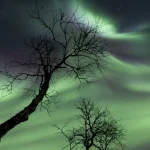 Aurores Boréales et Arbres Décharnés