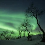 Aurore boréale et arbres dénudés en hiver