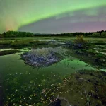 Aurores boréales sur un paysage marécageux