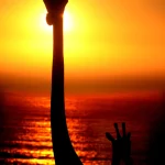 Silhouettes de girafes au coucher du soleil