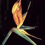 Fleur exotique en gros plan