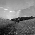 Promenade dans un champ au crépuscule.