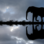 Silhouette d'un éléphant se reflétant dans l'eau au coucher du soleil