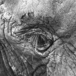 Gros plan d'œil d'éléphant