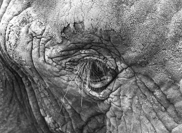 AKG4647772.webp Gros plan d'œil d'éléphant – Image 1