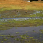 Chevaux paissant dans une vaste plaine humide