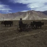 Paysan labourant un champ avec des yaks