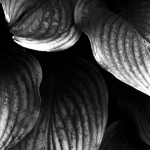 Gros plan en noir et blanc de feuilles texturées