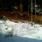 Forêt enneigée en hiver