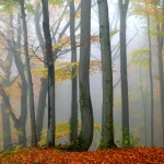 Forêt d'automne embrumée