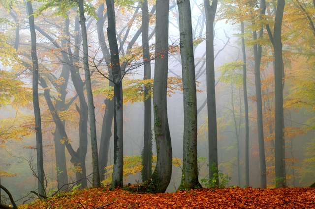 AKG5027377.webp Forêt d'automne embrumée – Image 1