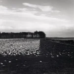 Champ de choux en hiver