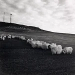 Troupeau de moutons dans un champ