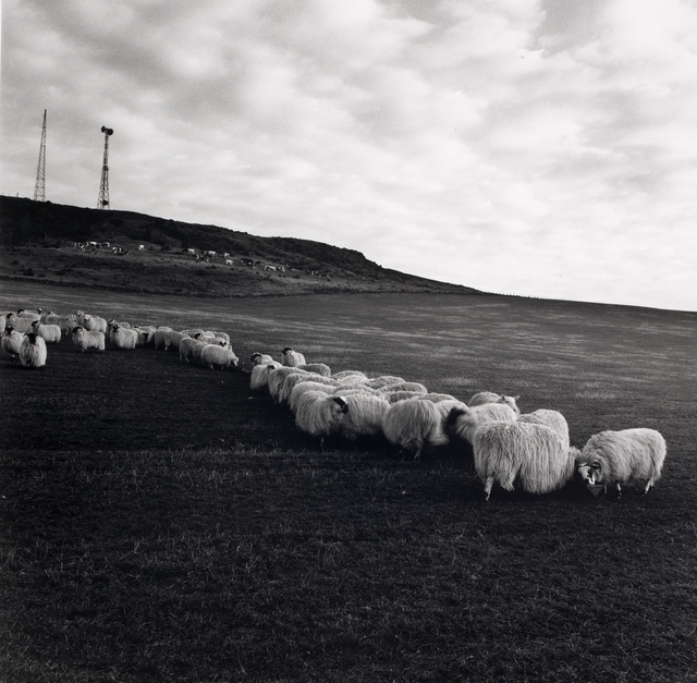 AKG5302945.webp Troupeau de moutons dans un champ – Image 1