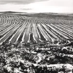 Champs cultivés enneigés avec sillons visibles