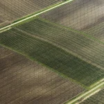 Vue aérienne des champs agricoles quadrillés