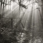 Rayons de Soleil perce-ménage en forêt