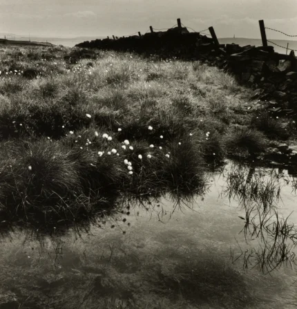 Paysage de prairie humide en noir et blanc
