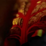 Gros plan d'une feuille rouge veinée de jaune