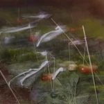 Jardin nocturne avec pièges à oiseaux