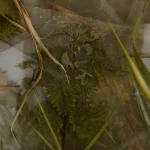 Nature Morte de Feuilles et d'Herbes