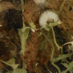 Fleurs de pissenlit fanées et feuilles séchées