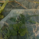 Feuilles et herbes encastrées dans du plastique