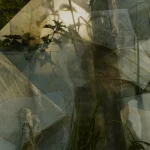 Feuilles et Plantes en Interaction avec Plastique Transparent