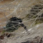 Oiseau pris dans un filet translucide