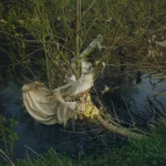 Arbre en bord de rivière avec déchets plastiques accrochés aux branches