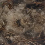 Plumes éparpillées sur le sol forestier