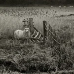 Mouton près d'une clôture cassée dans un champ