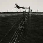 Chien sautant par-dessus une clôture dans un champ