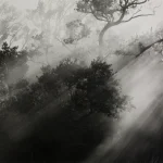 Rayons de Soleil à Travers la Forêt Brumeuse