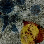 Feuille Jaune sur Sol Tacheté