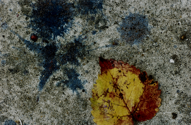 AKG5333901.webp Feuille Jaune sur Sol Tacheté – Image 1