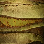 Écorce de Palmier en Gros Plan