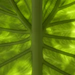 Gros plan sur une feuille verte avec nervures